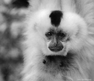 Gibbon  facing  front  hanging  from a  branch