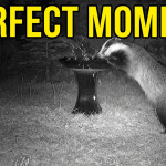 The Secret Life of the Badger: Britain’s Nocturnal Wanderer