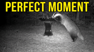 Read more about the article The Secret Life of the Badger: Britain’s Nocturnal Wanderer